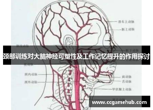 颈部训练对大脑神经可塑性及工作记忆提升的作用探讨